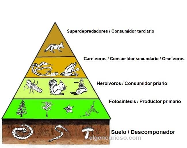 animales y plantas del bosque caducifolio