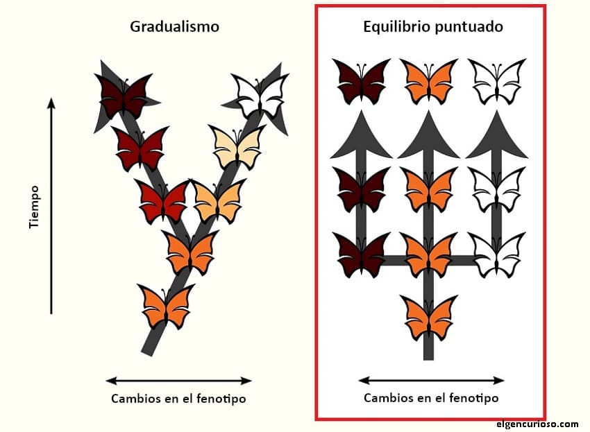 Equilibrio puntuado: Definición y ejemplos - El Gen Curioso