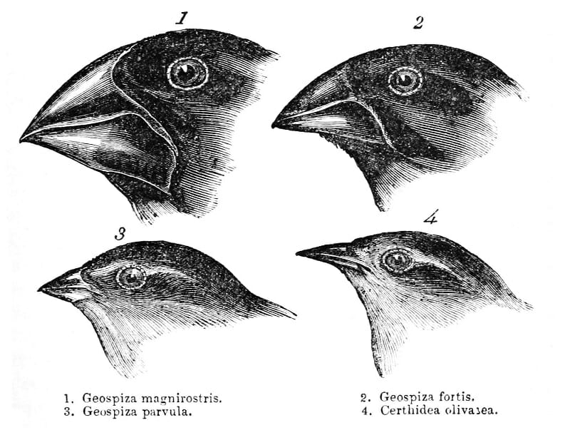 Pinzones de darwin